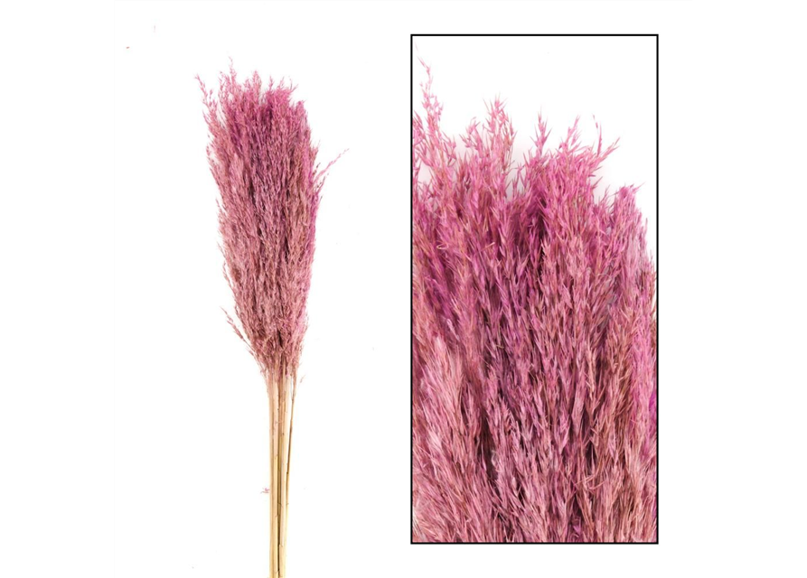 Wild reed plume Vinz 10pc 75cm Trockenblumen Pink