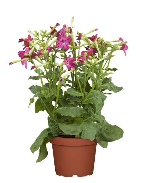 Nicotiana alata Saratoga