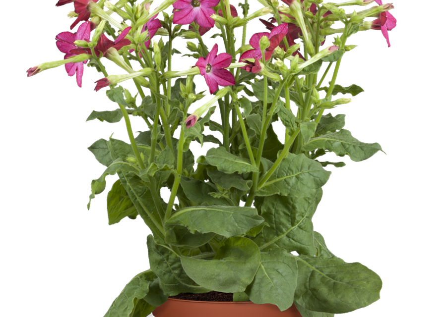 Nicotiana alata Saratoga