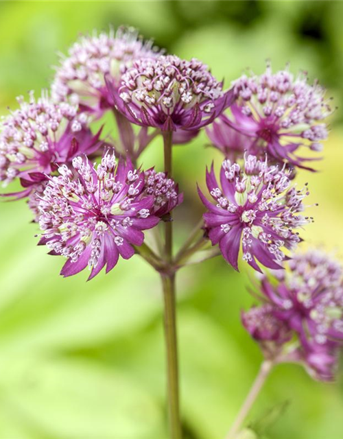 Astrantia major Primadonna