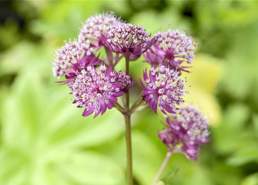 Astrantia major Primadonna