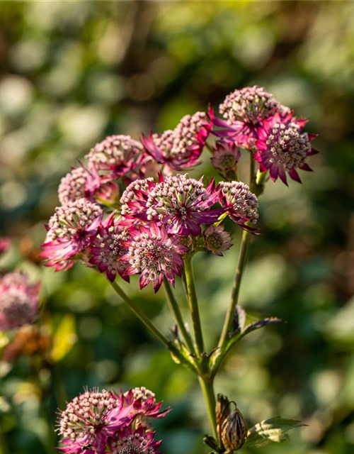 Astrantia major Rosensinfonie