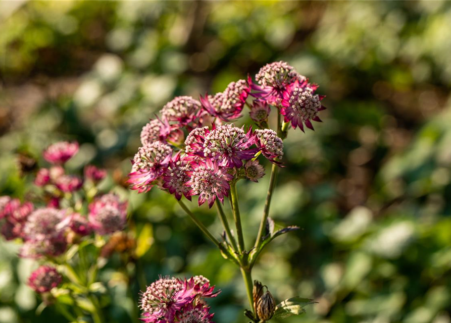 Astrantia major Rosensinfonie