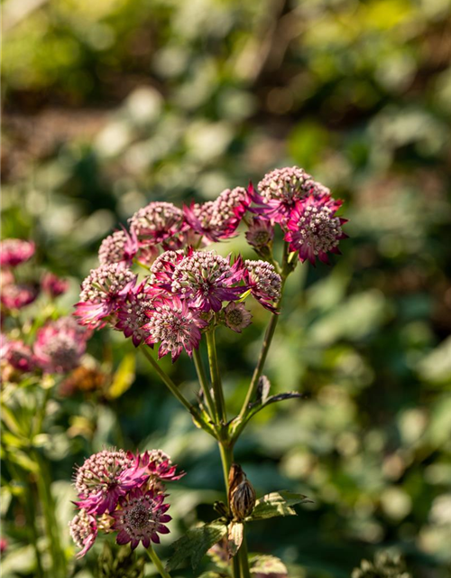 Astrantia major Rosensinfonie