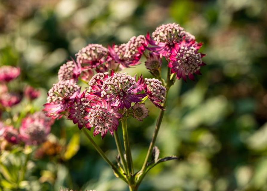 Astrantia major Rosensinfonie