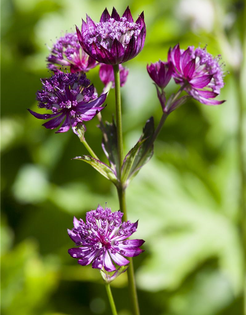 Astrantia major