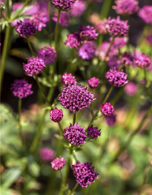 Astrantia major