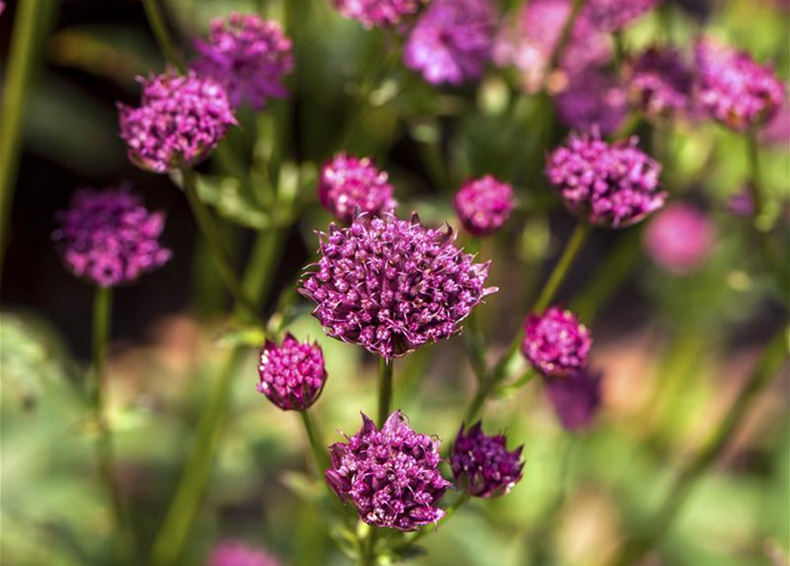 Astrantia major