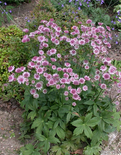 Astrantia major