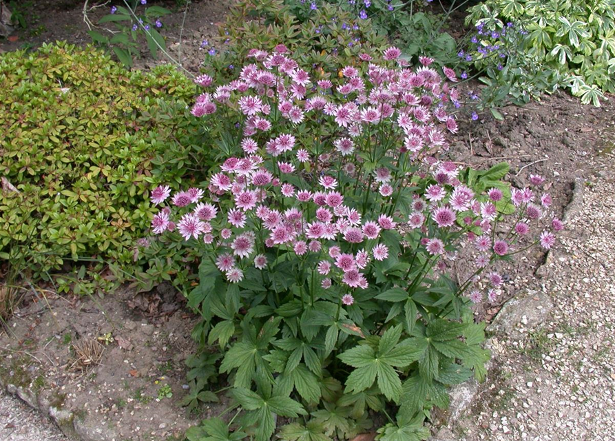 Astrantia major