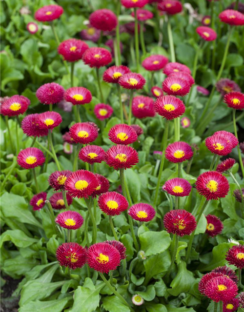 Bellis perennis Tasso Pink T9