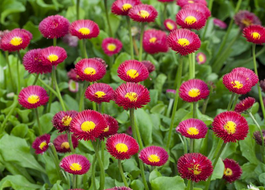 Bellis perennis Tasso Pink T9