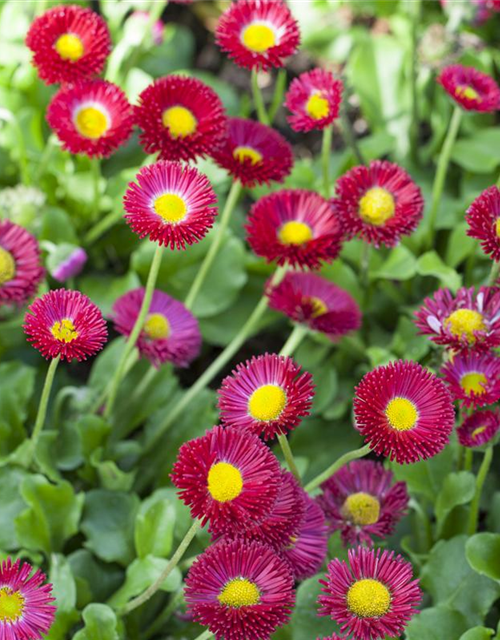 Bellis perennis Tasso Pink T9