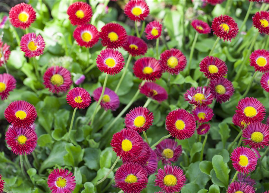 Bellis perennis Tasso Pink T9