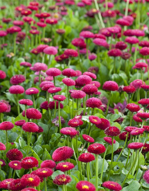 Bellis perennis Tasso Pink T9