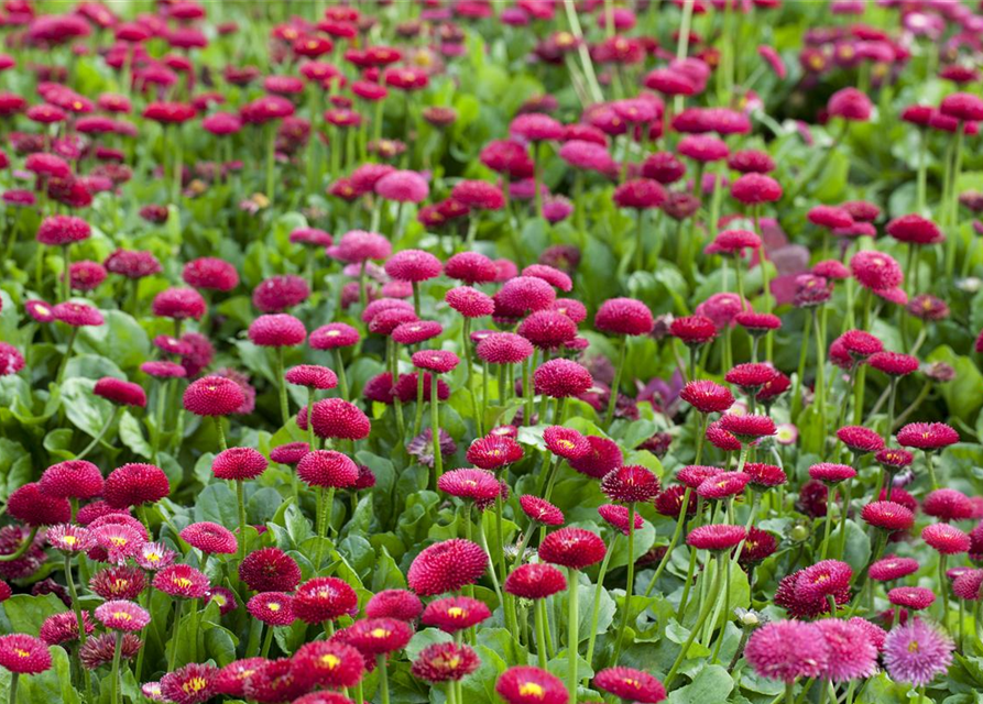 Bellis perennis Tasso Pink T9