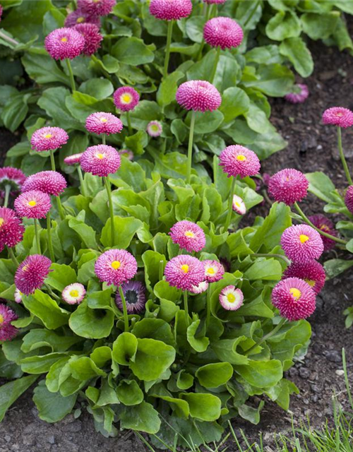 Bellis perennis Tasso Pink T9