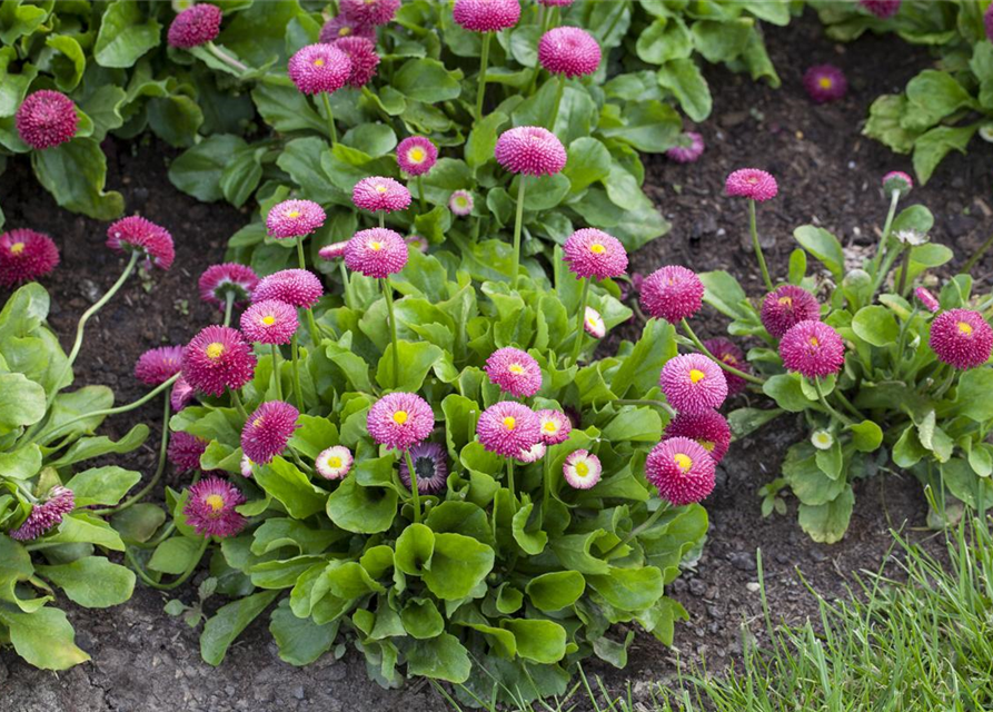 Bellis perennis Tasso Pink T9