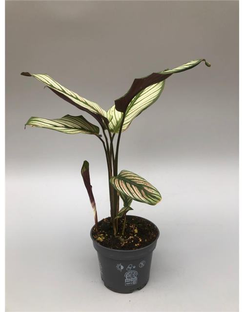 Calathea roseopicta White Star T12