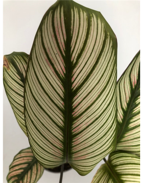 Calathea roseopicta White Star T12