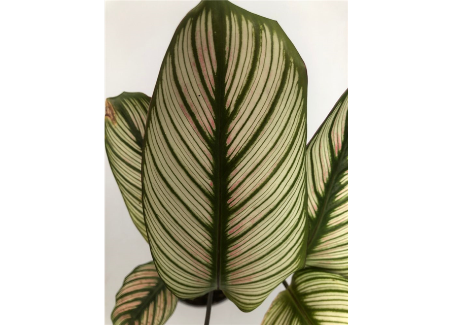 Calathea roseopicta White Star T12