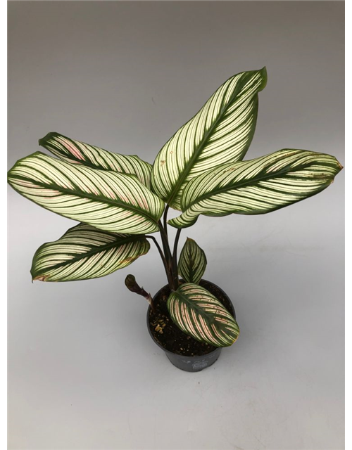 Calathea roseopicta White Star T12