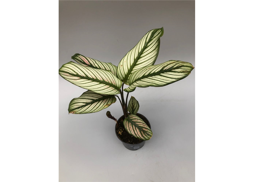 Calathea roseopicta White Star T12