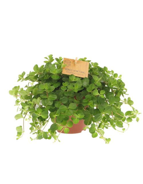 Peperomia rotundifolia T11