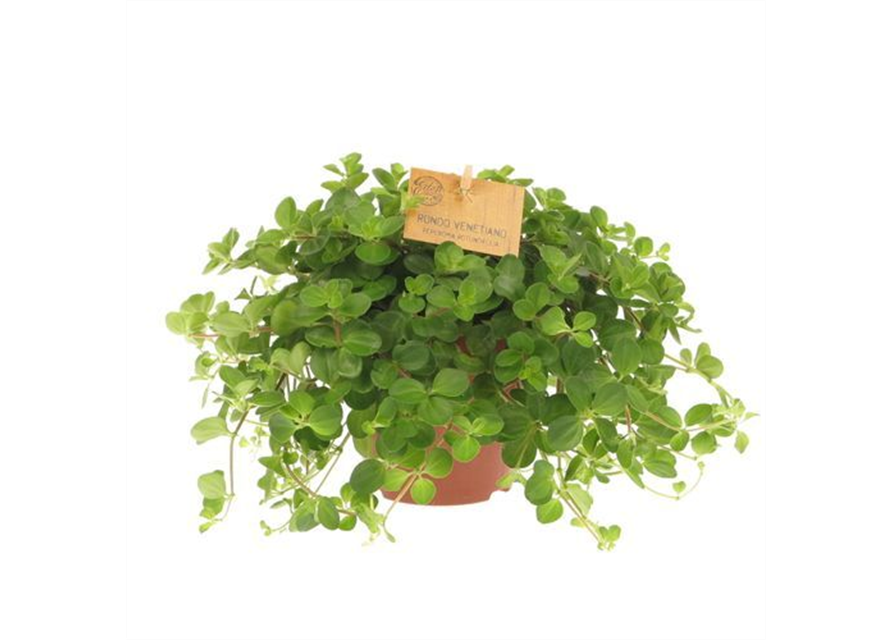 Peperomia rotundifolia T11