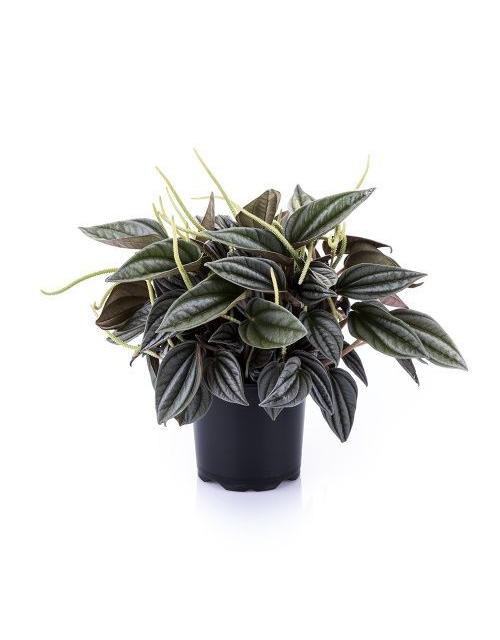 Peperomia Silver Shine T11