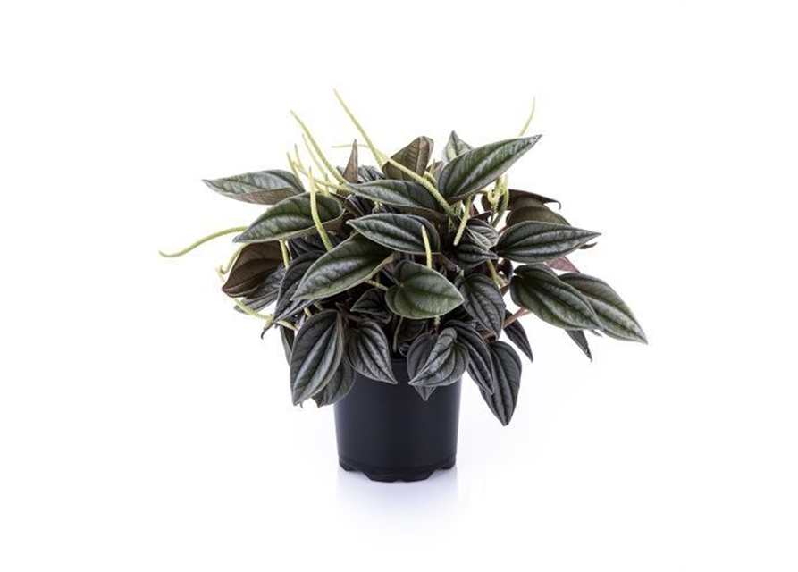 Peperomia Silver Shine T11