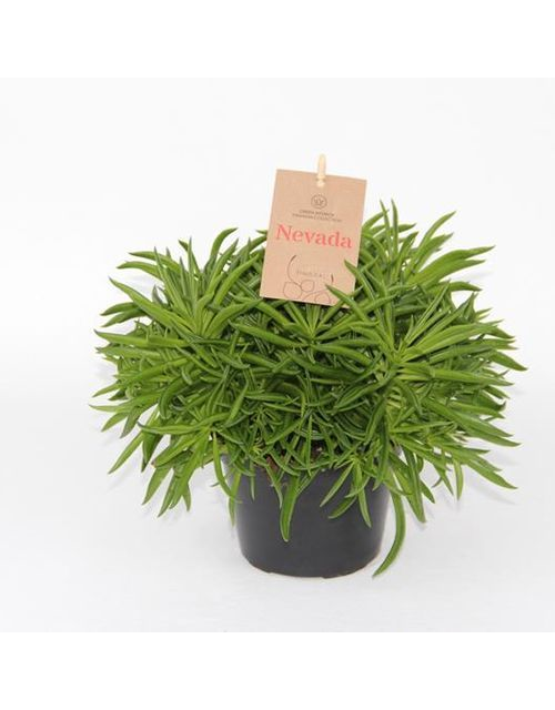 Peperomia spicies Nevada T11