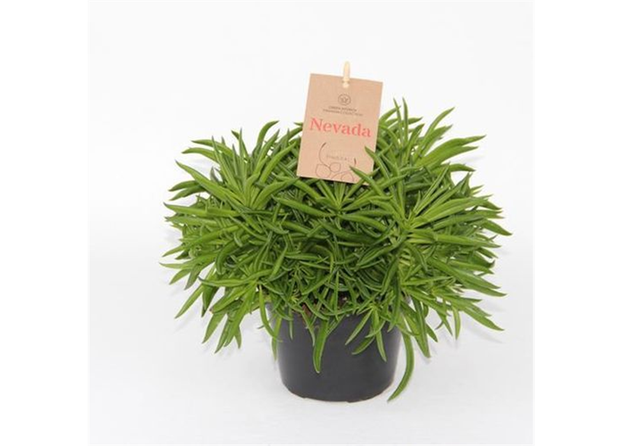 Peperomia spicies Nevada T11