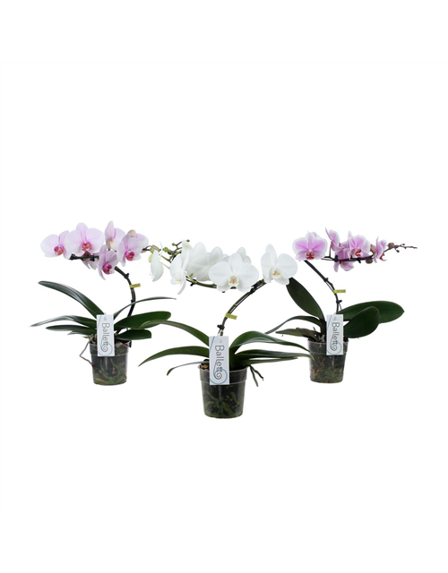 Phalaenopsis Balletto 1-R T12