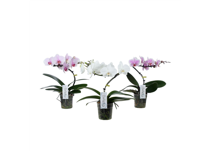 Phalaenopsis Balletto 1-R T12