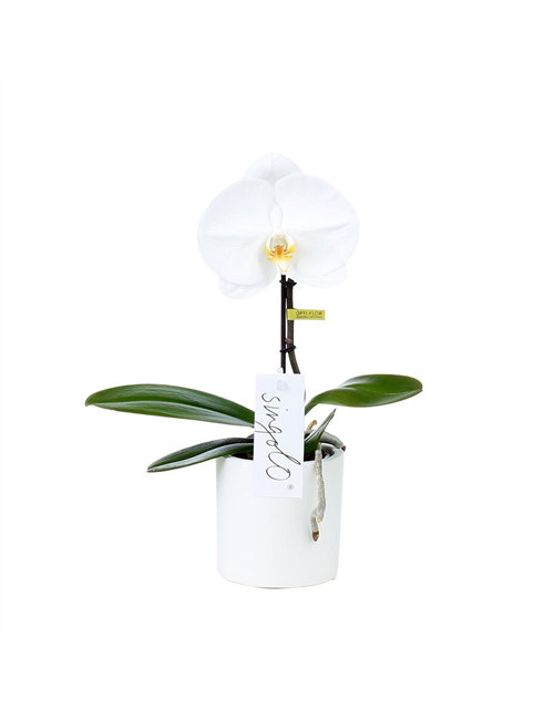 Phalaenopsis Singolo Tosha Weiß 1-R T9 m. Topf