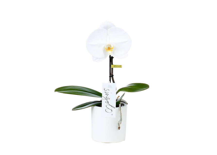 Phalaenopsis Singolo Tosha Weiß 1-R T9 m. Topf