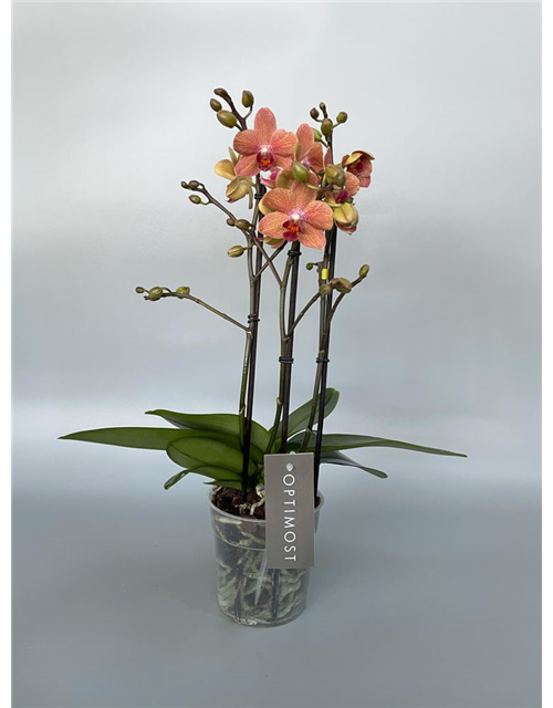 Phalaenopsis Anthura Morelia Orange 2-R T12