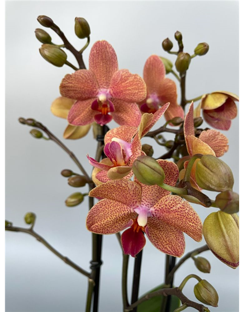 Phalaenopsis Anthura Morelia Orange 2-R T12