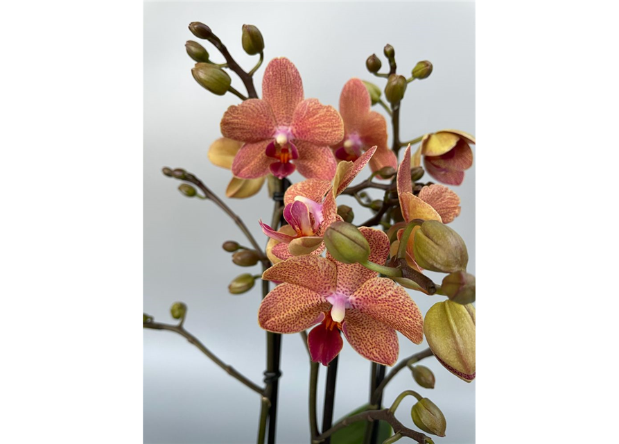 Phalaenopsis Anthura Morelia Orange 2-R T12