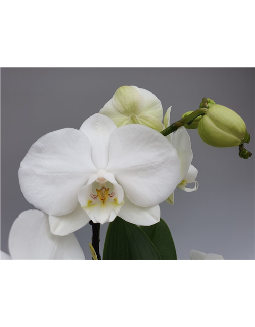 Phalaenopsis Optimost Angel Eyes Weiß 3-R T12