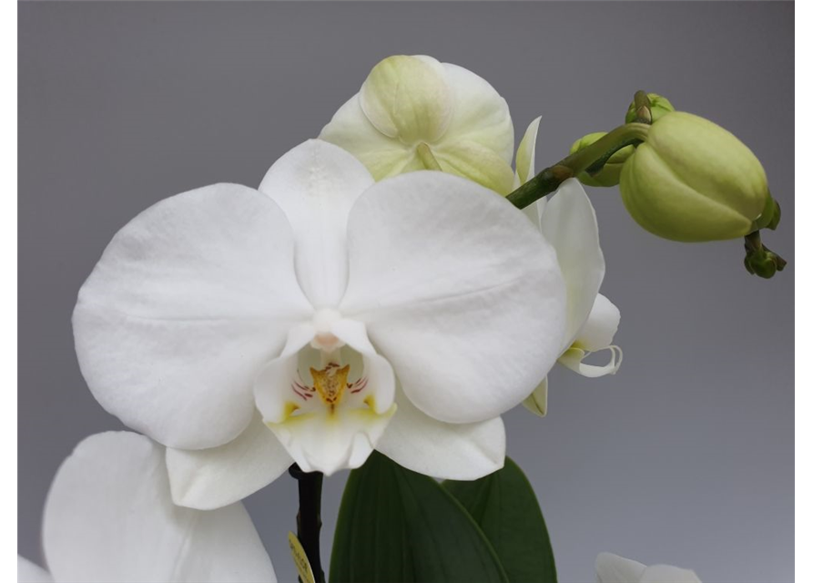 Phalaenopsis Optimost Angel Eyes Weiß 3-R T12