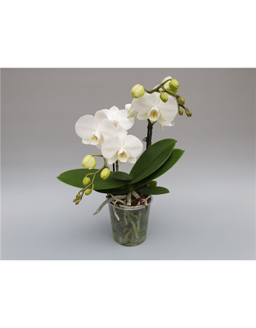 Phalaenopsis Optimost Angel Eyes Weiß 3-R T12