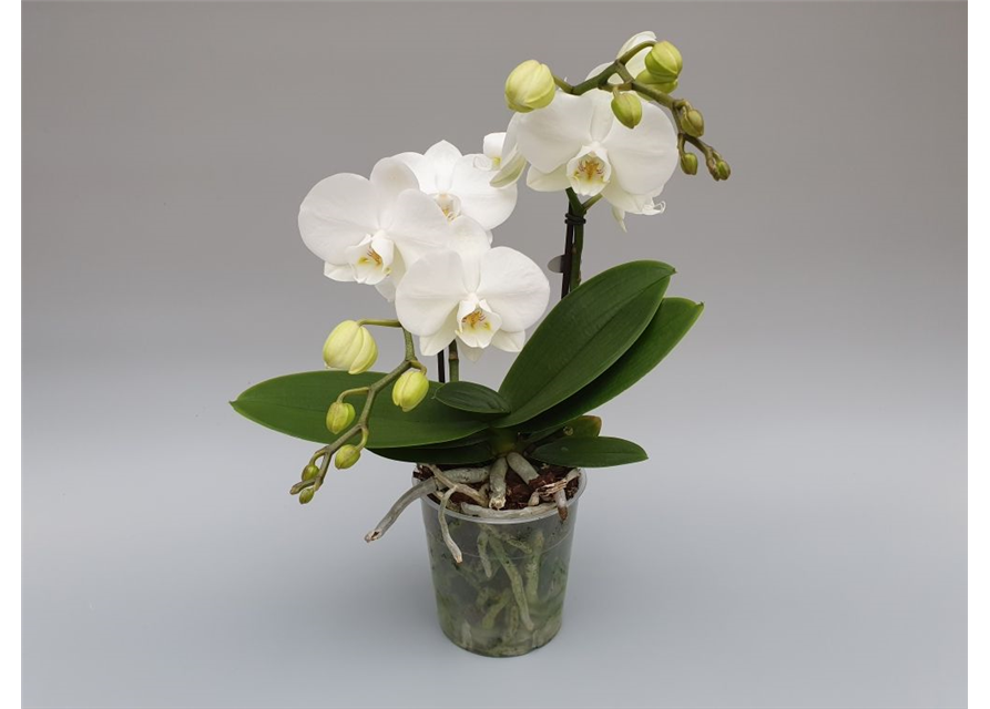 Phalaenopsis Optimost Angel Eyes Weiß 3-R T12