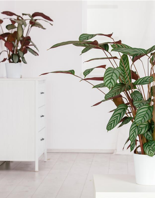 Calathea Compactstar