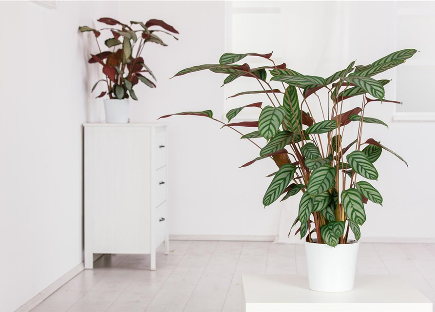 Calathea Compactstar