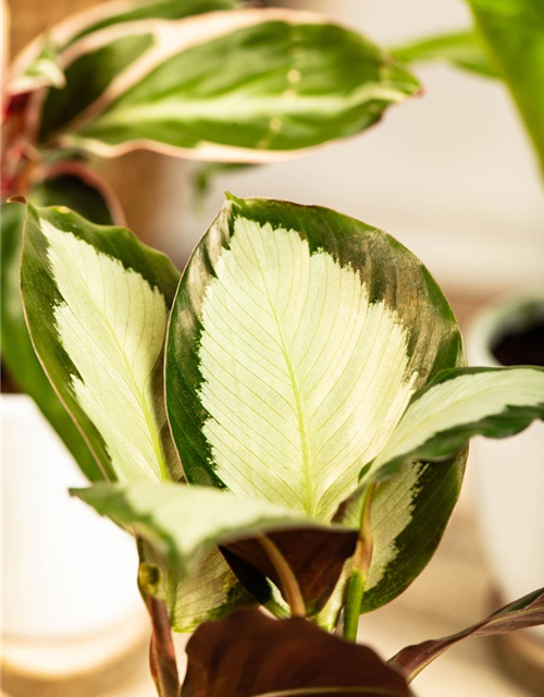 Calathea Compactstar