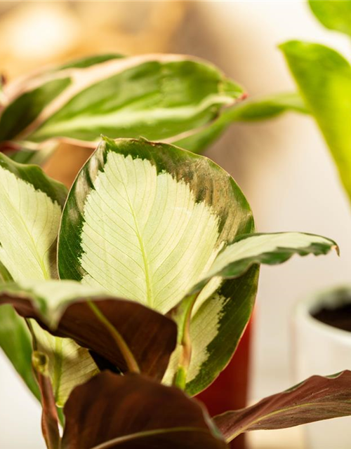 Calathea Compactstar