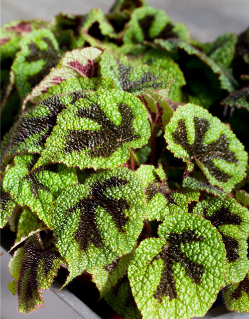 Begonia masoniana