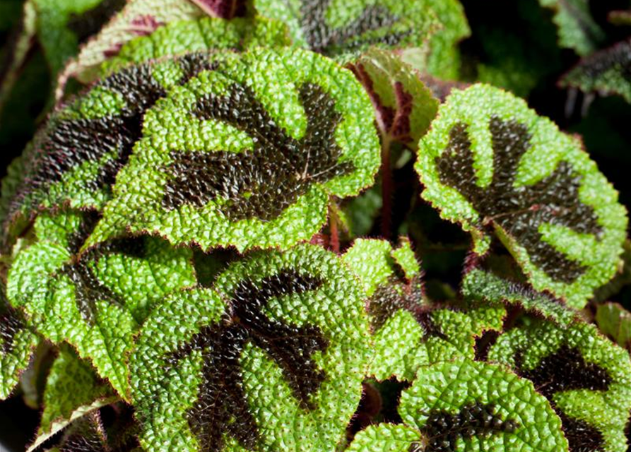 Begonia masoniana